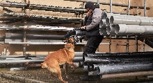 Polizeidiensthunde trainieren für den Ernstfall